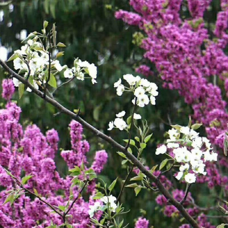 美丽的滨海新区