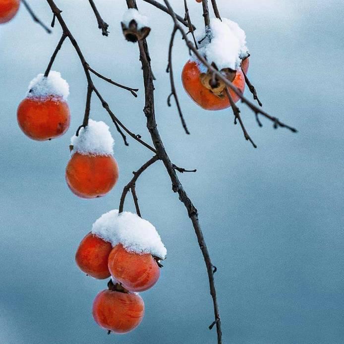 🇨🇳雪中带雨