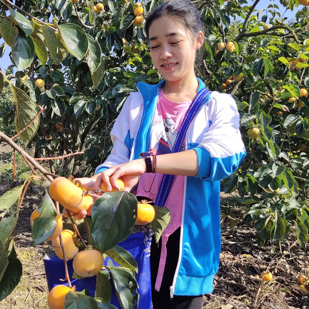 平乐柿饼瑶妹