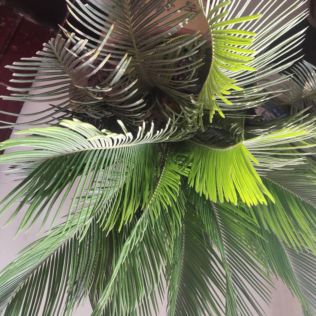 心想事成👭👭