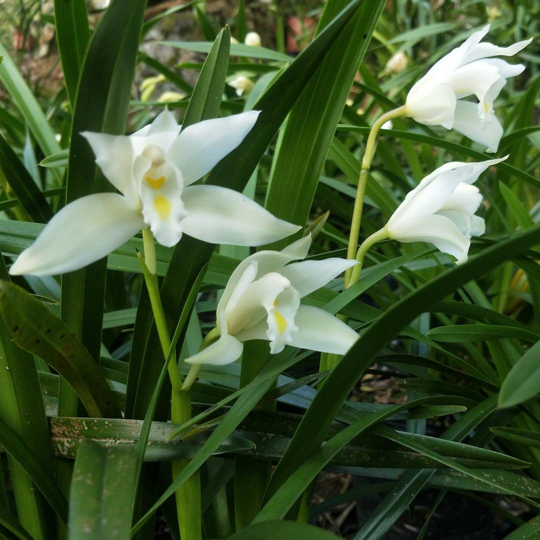 云浙兰花