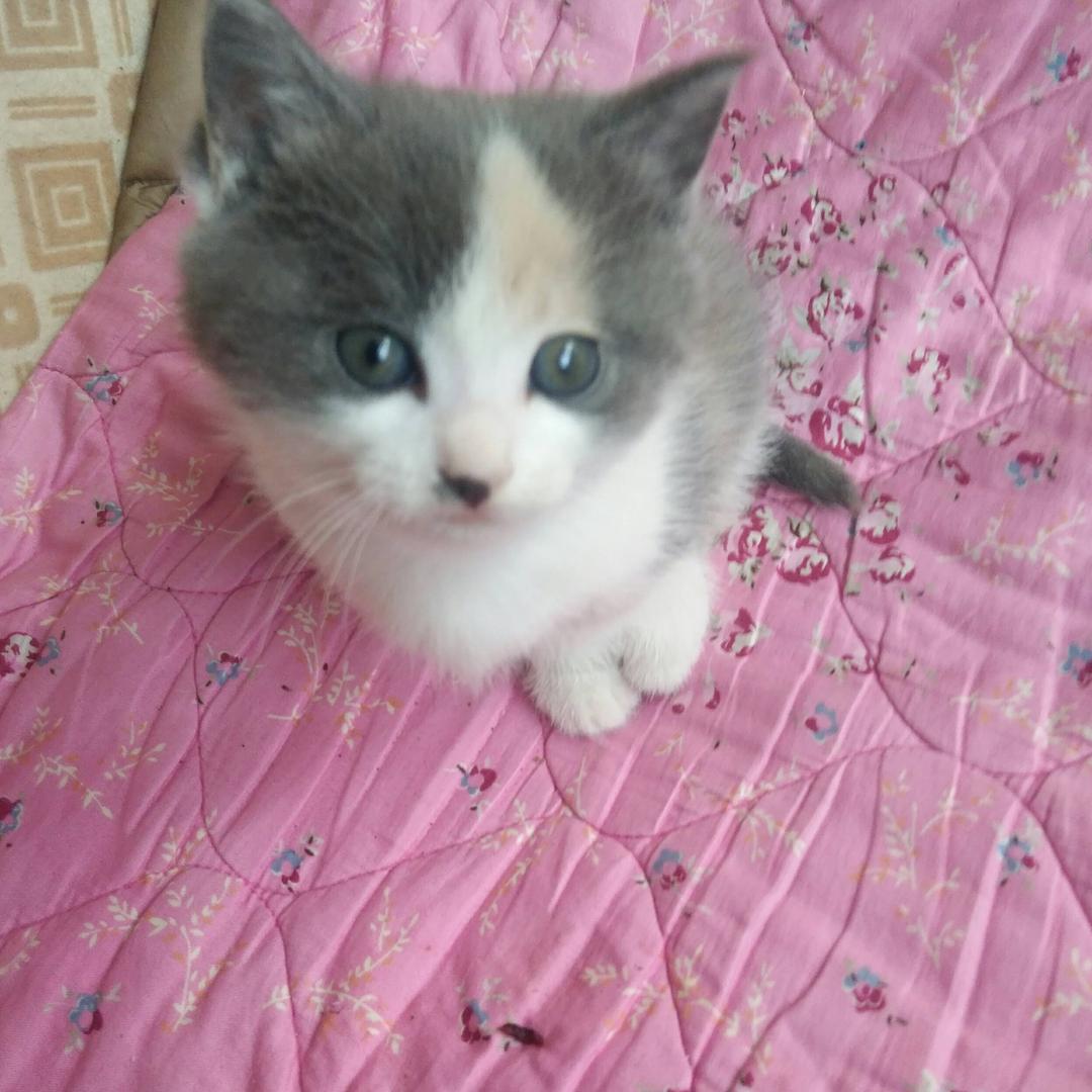 护猫使者