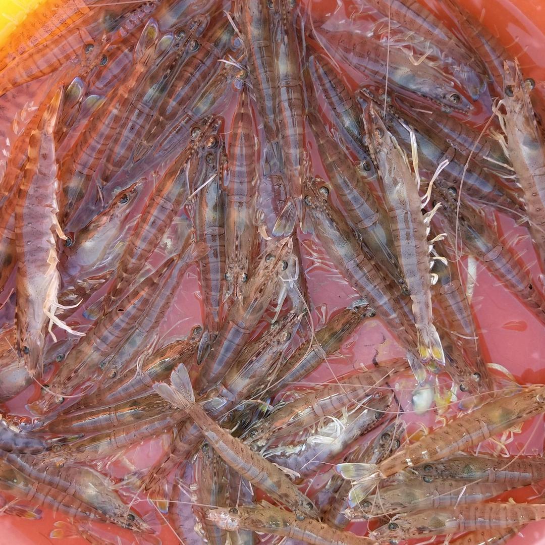 靠海吃海（鲜）