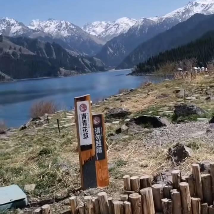 鬍楊