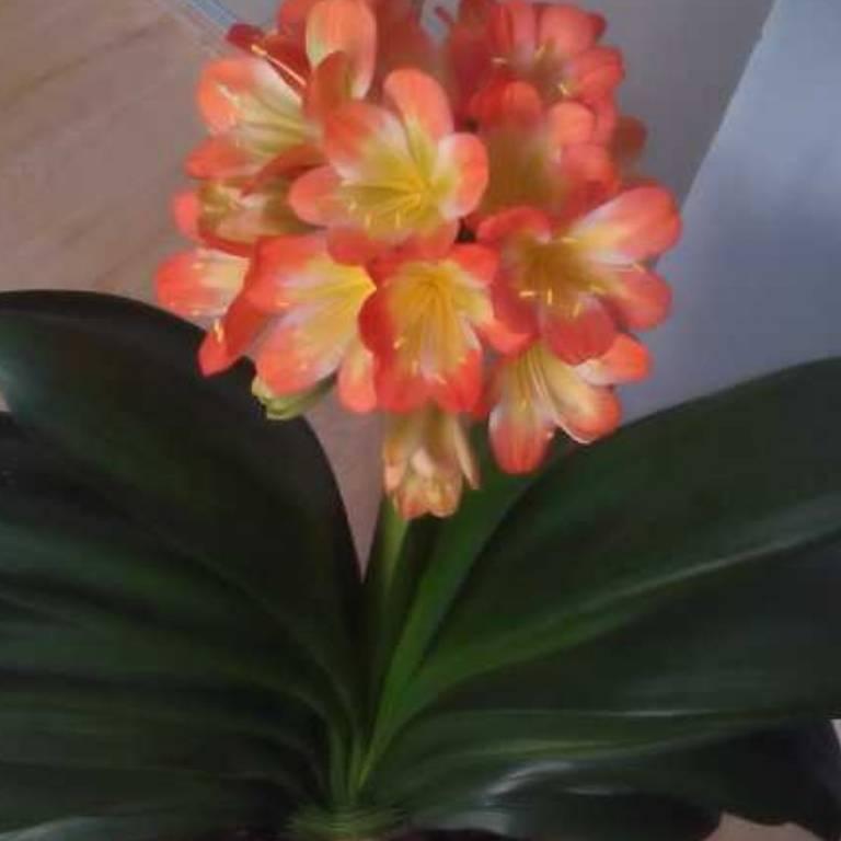 老乐（爱花人）