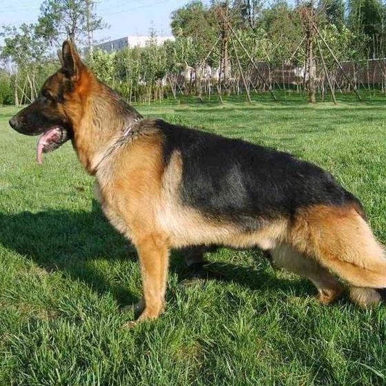 秦汉犬舍繁殖基地