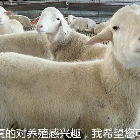 顺发大型养殖场