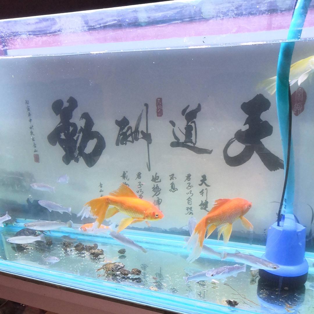 东坡哥