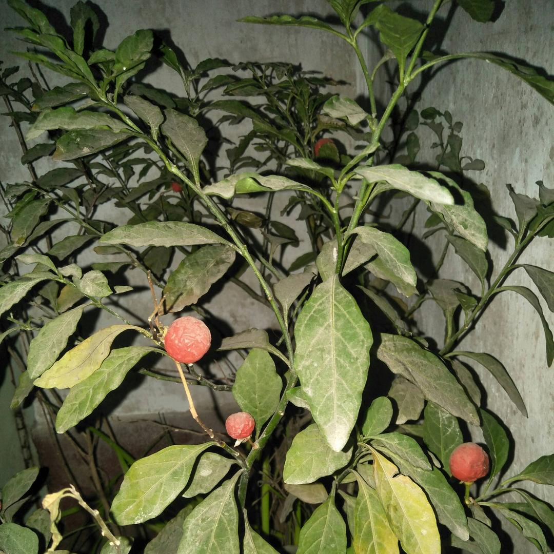 一铜（小熙）奶奶