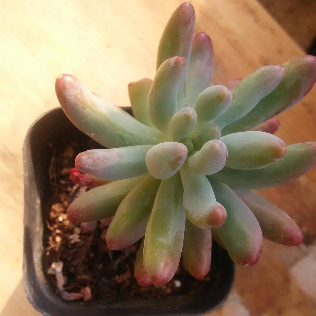 要功夫深，铁杵磨成针