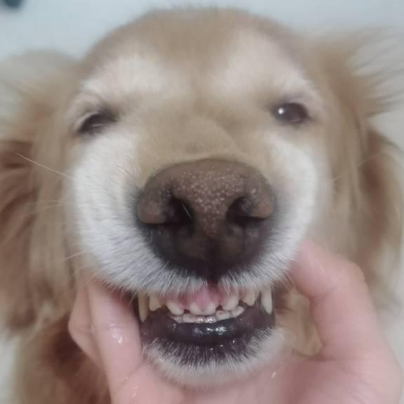 狗狗守护者！
