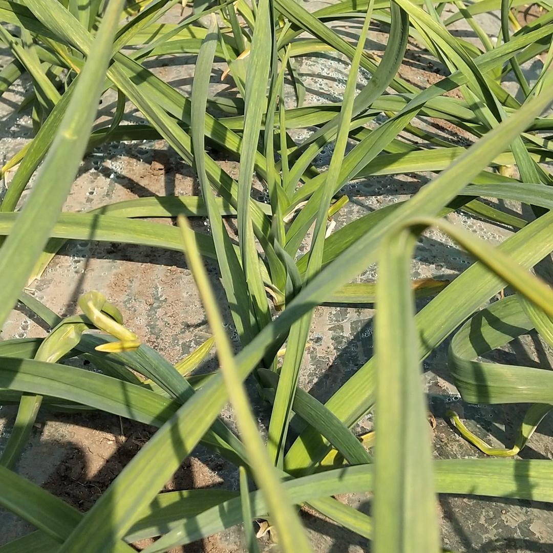 地地道道的大蒜姐