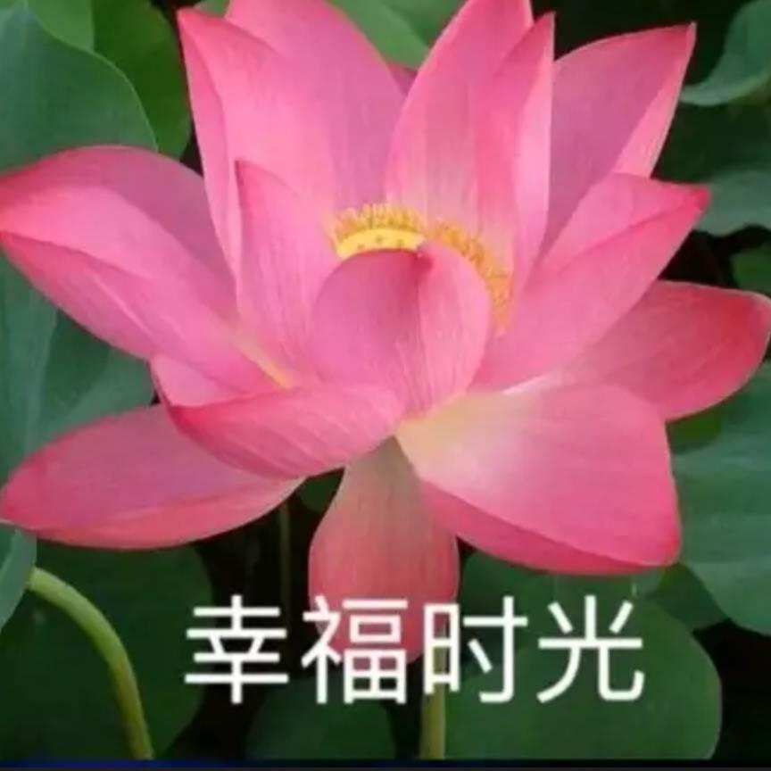心雨❄️情感
