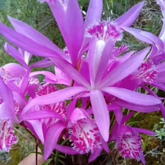 药材购销石菖蒲石橄榄