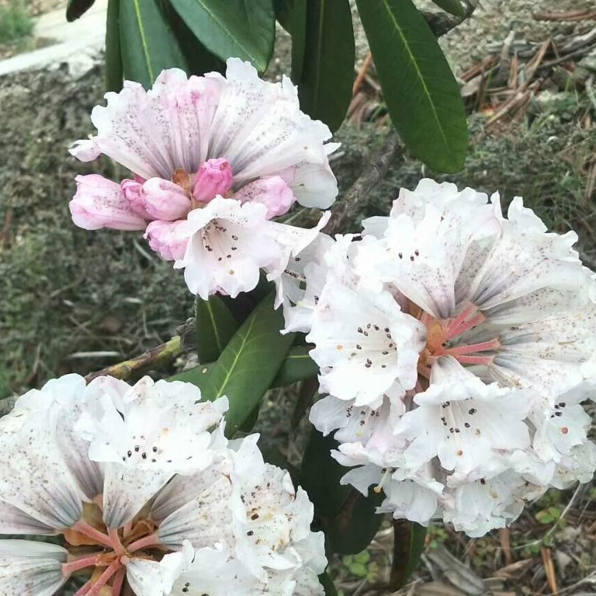 雄鹰