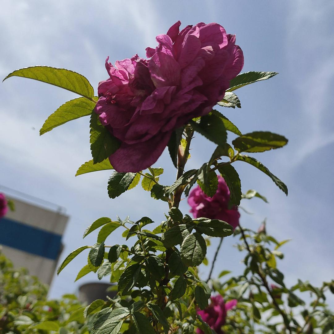 随缘🌷🌷