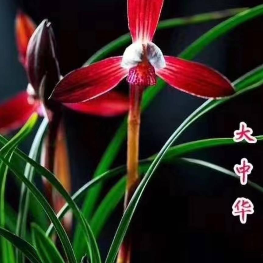 贵州生源兰花小店