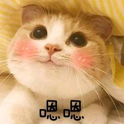 红红花花大蝴蝶