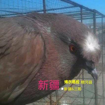 精河县三鸽鸽舍