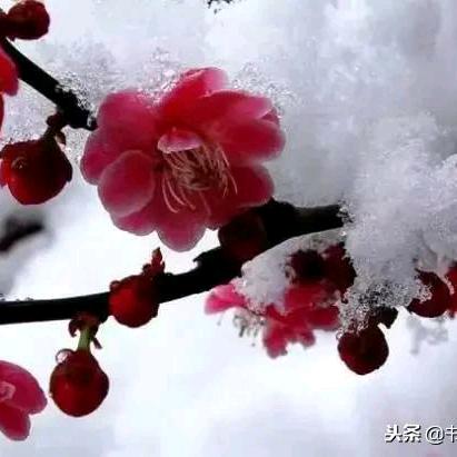 冬天的花
