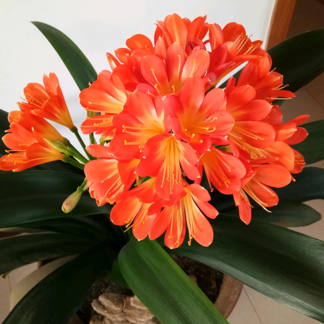 枙子花开