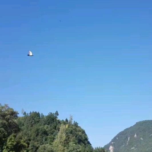 Died是Wei神马