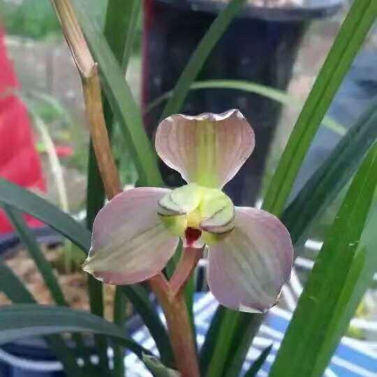 梦幻兰花园艺场2号直播间