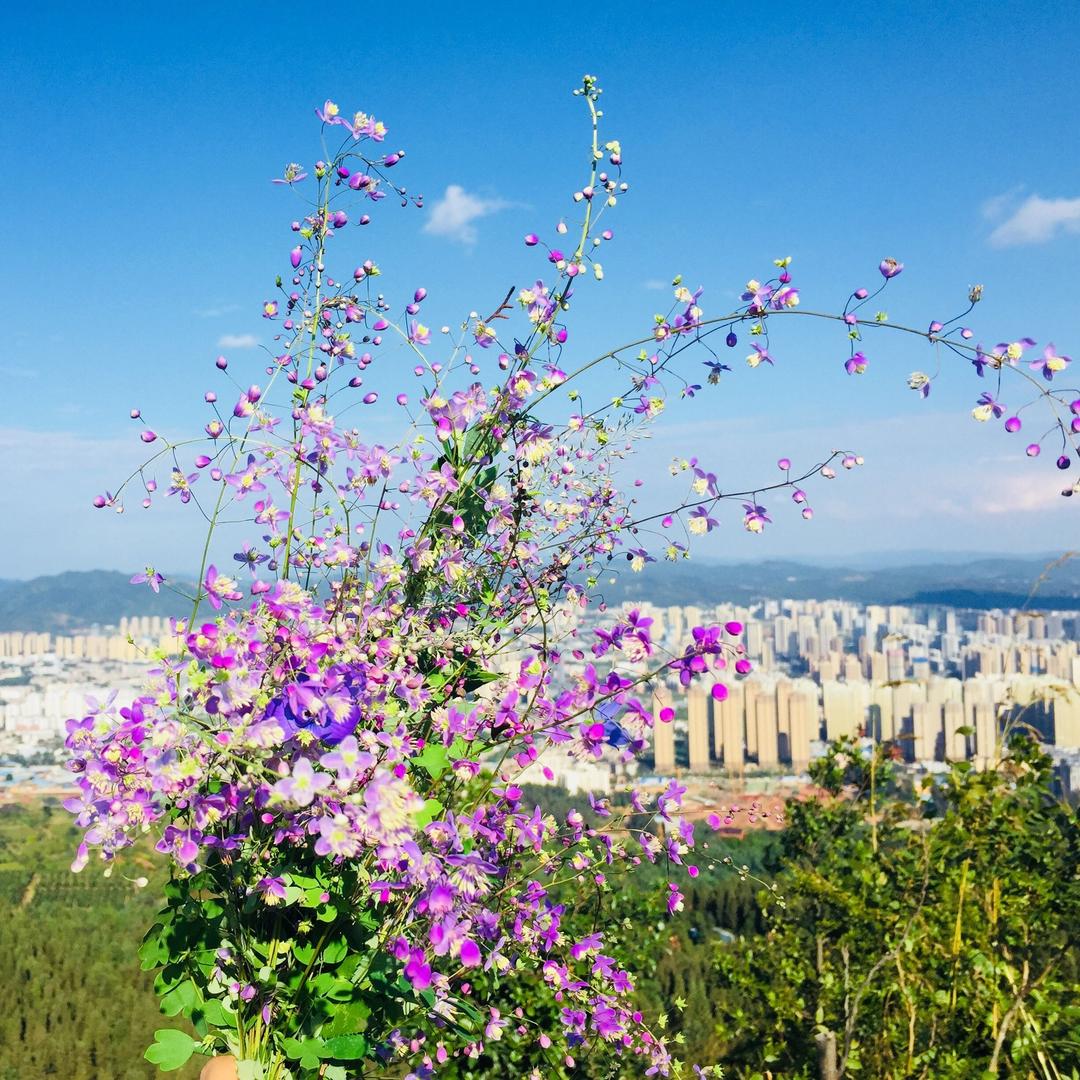小米