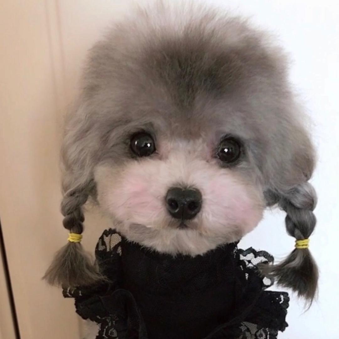 糯米 团子🎀