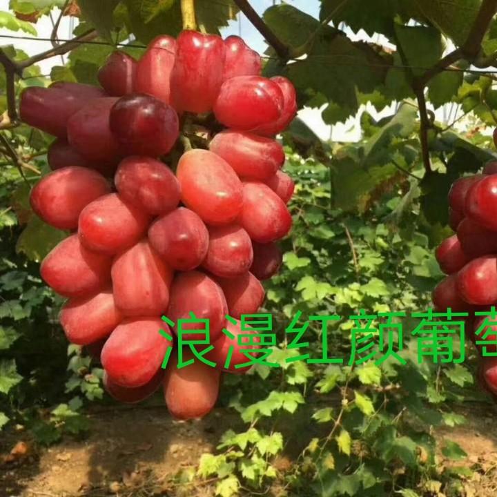 葡萄苗种植户