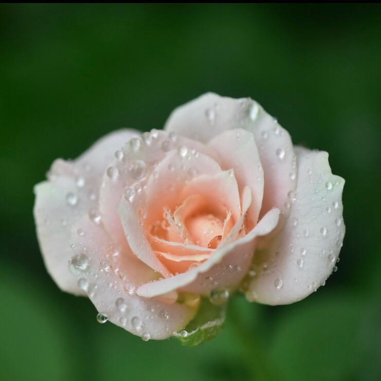 阳光灿烂 （何非凡）