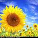 春风得意（断码鞋派克服直销）