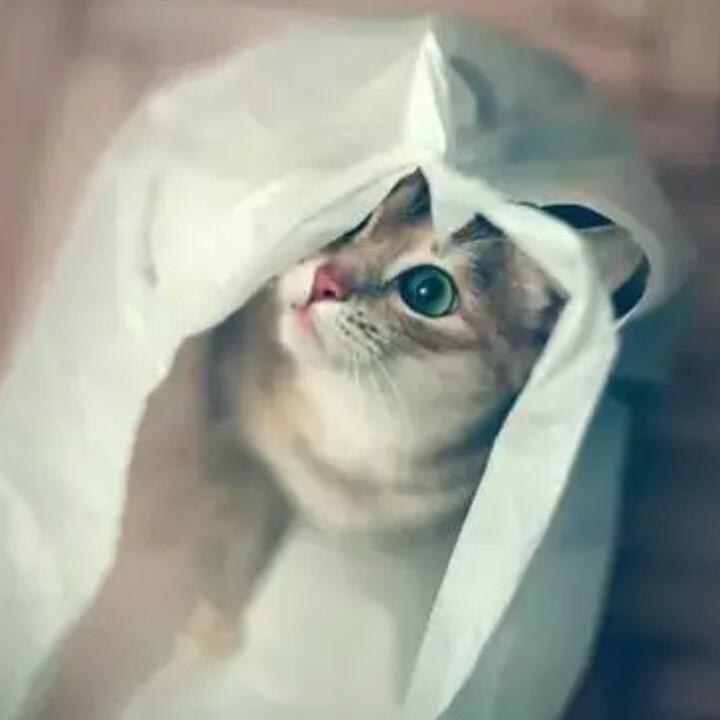 桐桐