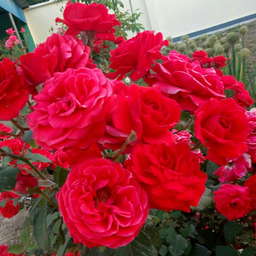 🌹爱自己