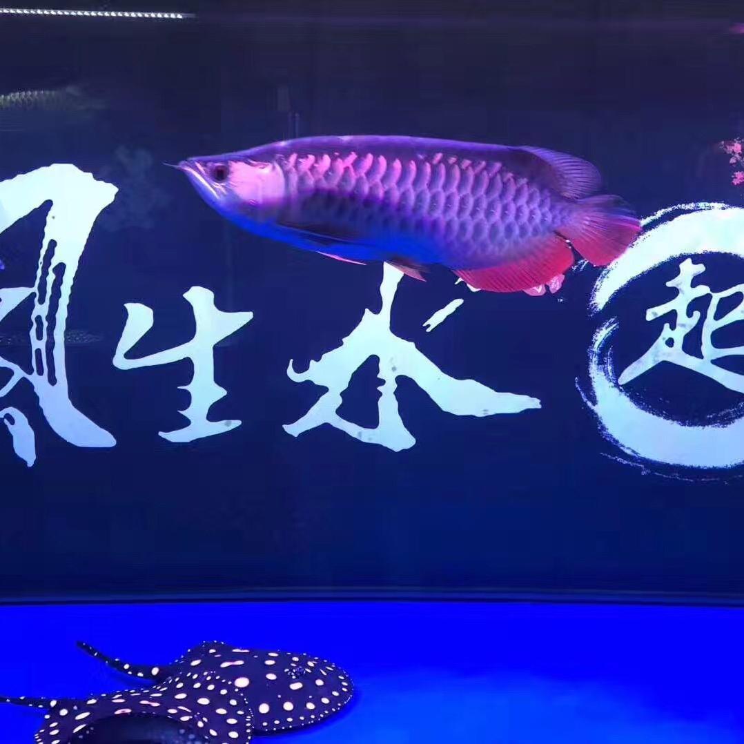 拖鞋君