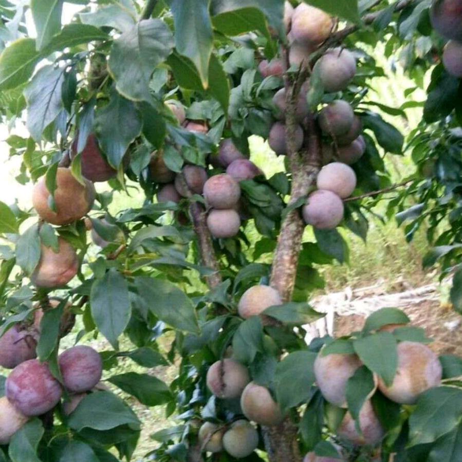 灵山县伯劳镇德利果苗