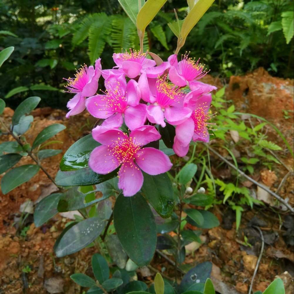 尘缘若梦