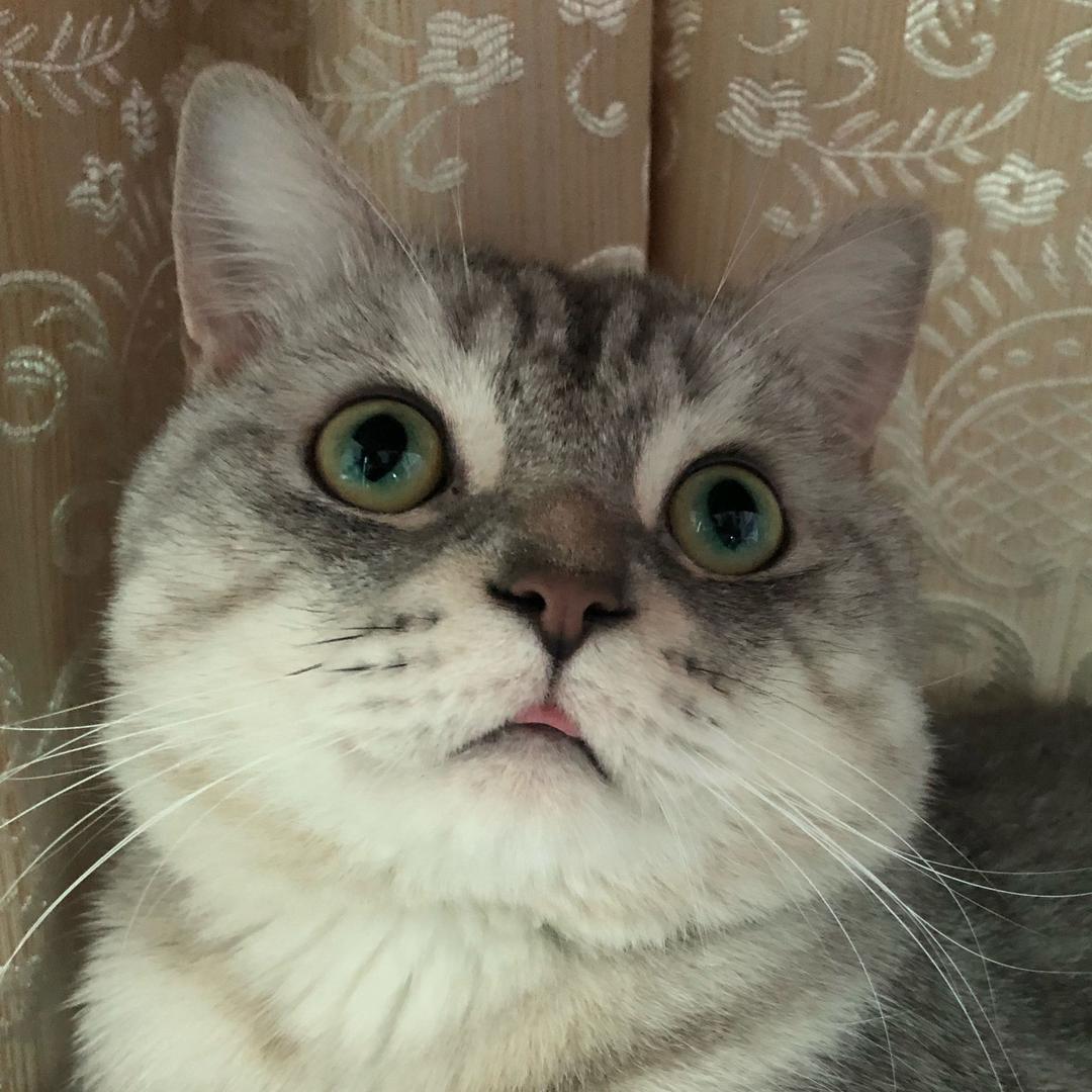 胖虎