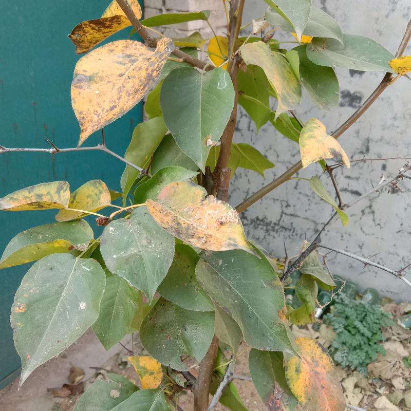 ꧁꫞꯭79年的羊💞 ꧔ꦿ꧂