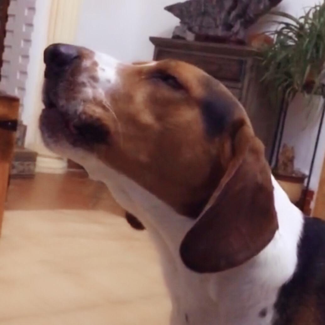 小猎犬尼莫