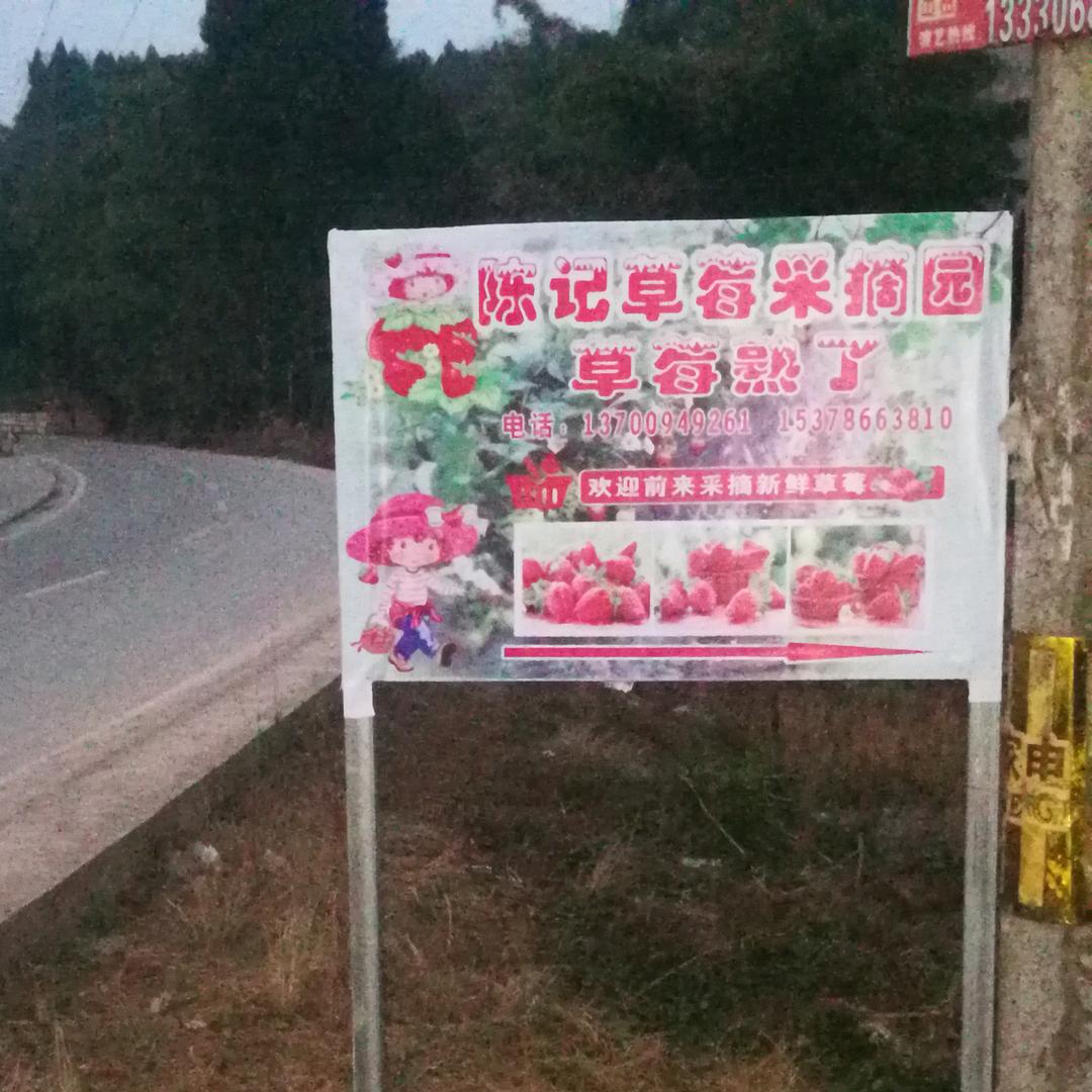 陈记草莓采摘园