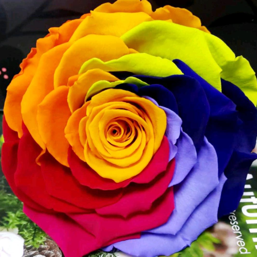 云南昆明斗南鲜花批发