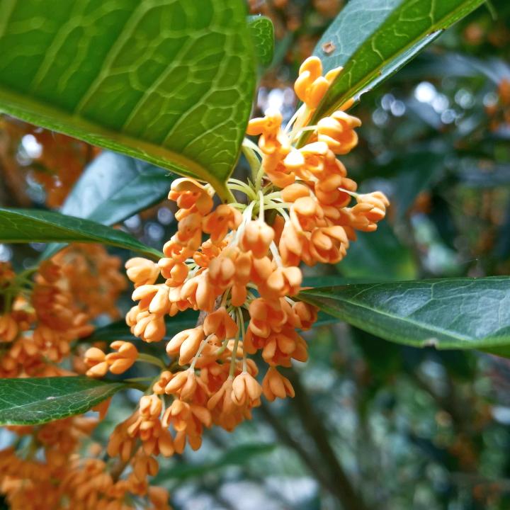 菊子🍊🍊