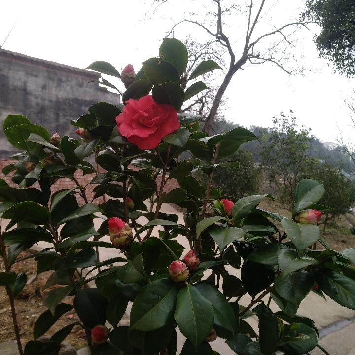 小鑫