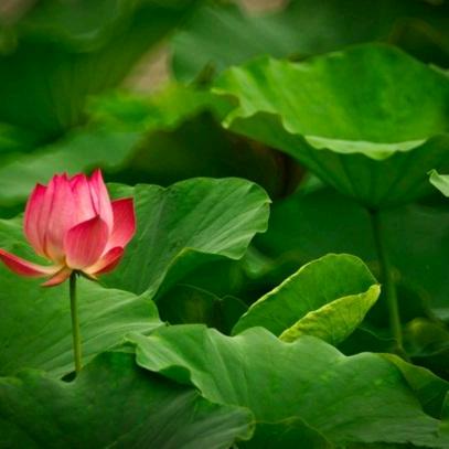 喜看丰秋果色 @记录生活的美好！