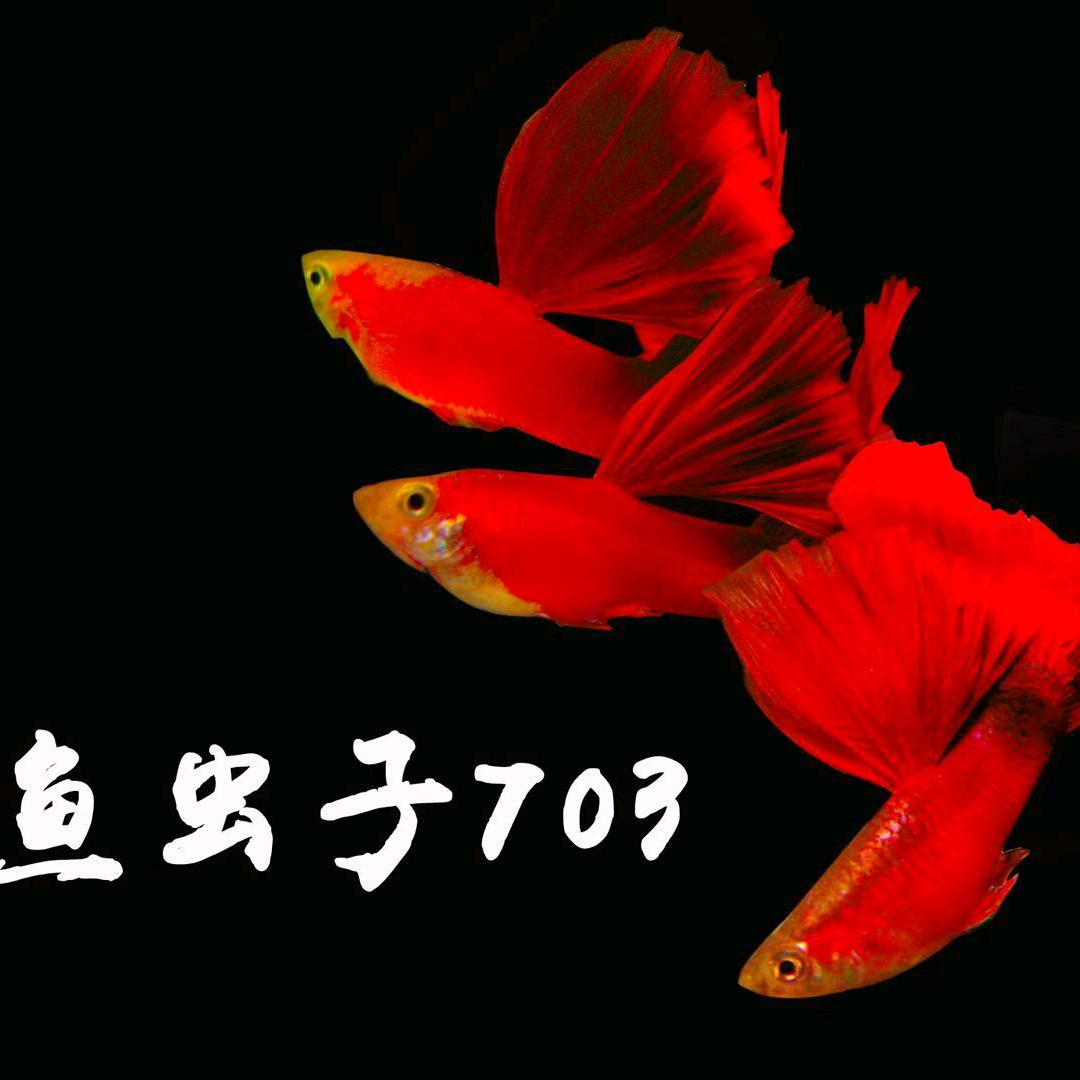 鱼虫子703