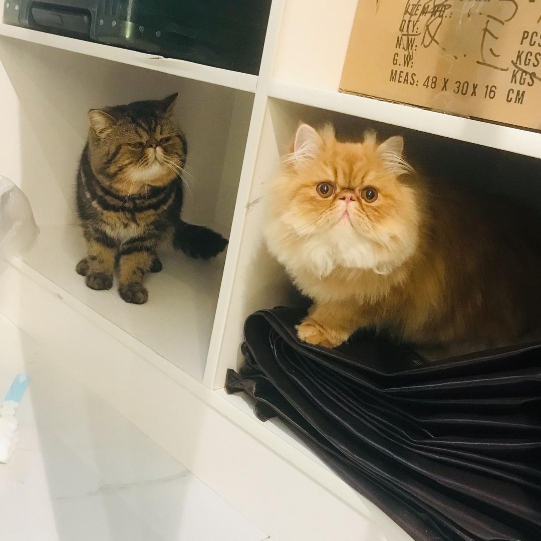 👑波妞不吃藕👑