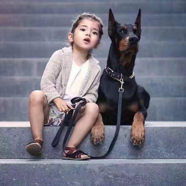 门徒美系杜宾