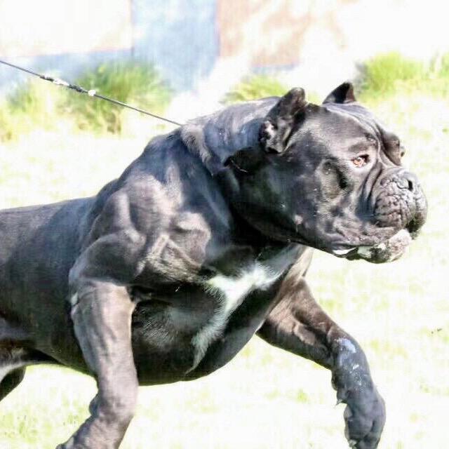 驭虎卡斯罗犬舍