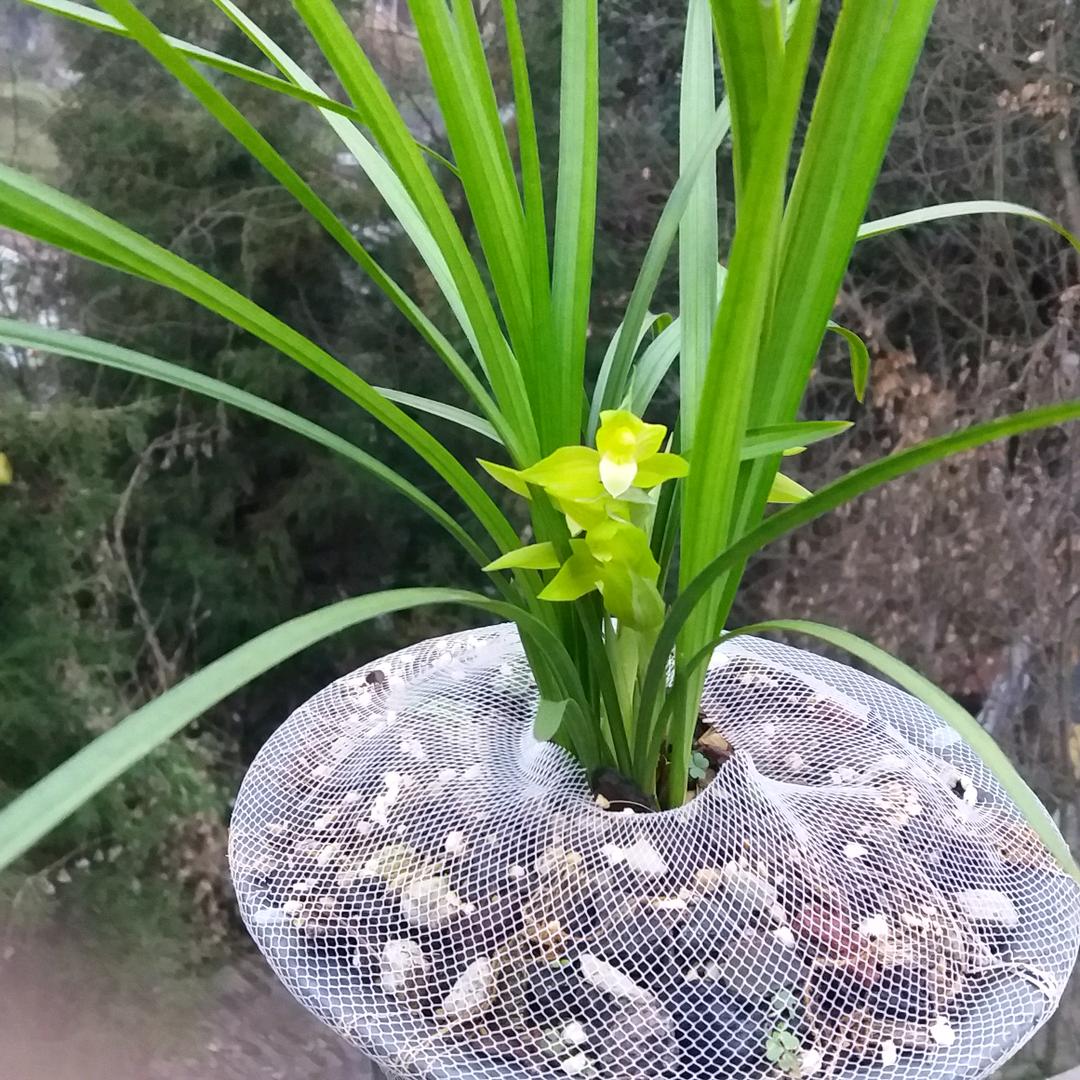 兰花爱好者